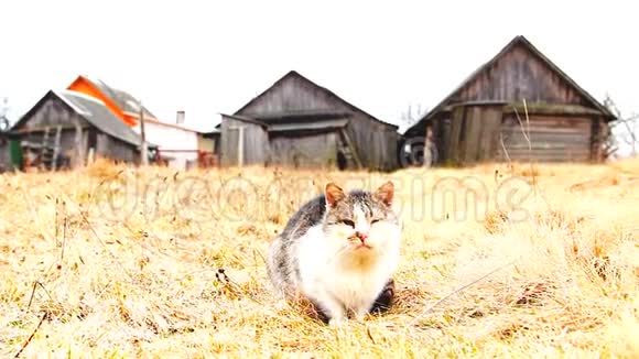 麦田里的斑点猫视频的预览图
