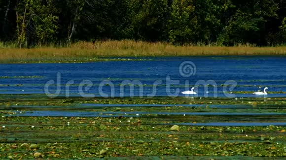 明尼苏达州晴天森林湖湿地的天鹅在睡莲丛中游泳视频的预览图