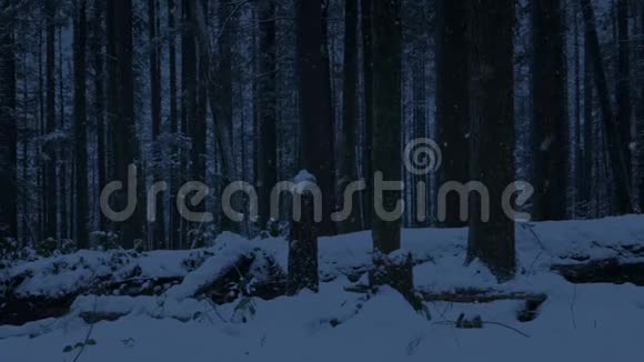 在黑暗中移动过去的白雪森林视频的预览图