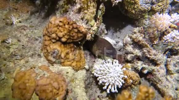 洞里的海鳗视频的预览图