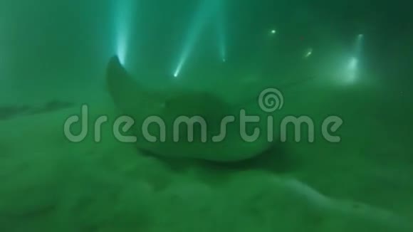 马尔代夫夜间大型黄貂鱼和蝠视频的预览图