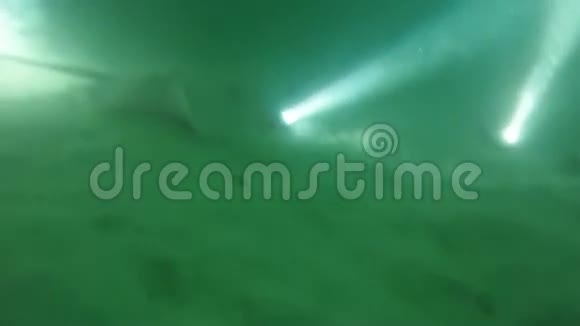 马尔代夫夜间大型黄貂鱼和蝠视频的预览图