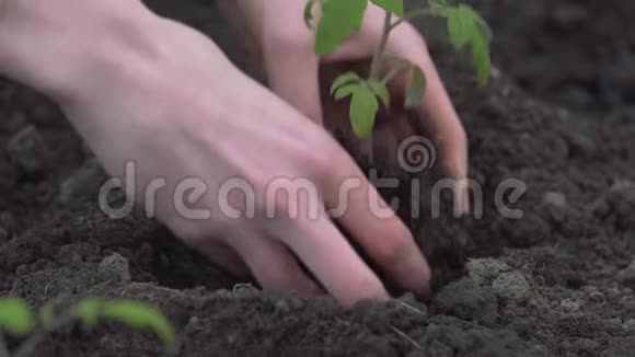 农民的双手在绿色和黄色背景的肥沃土壤上种植和培育树木培育婴儿视频的预览图