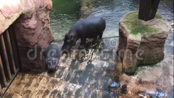 动物园里有一家河马带着一只小牛出水池视频的预览图