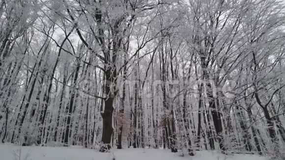 美丽的冬季森林雪树在山上视频的预览图
