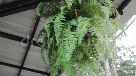 绿叶植物盆栽装饰的天花板视频的预览图