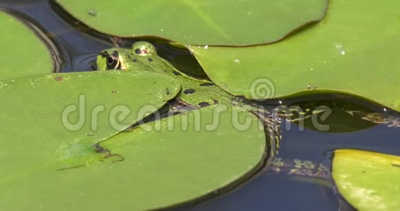 池塘里的青蛙和睡莲视频的预览图