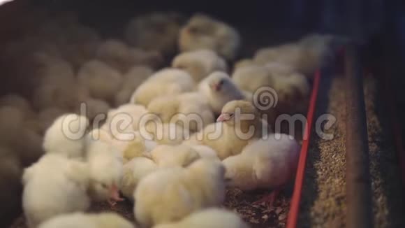农场肉鸡家禽农场的小型鸡视频的预览图