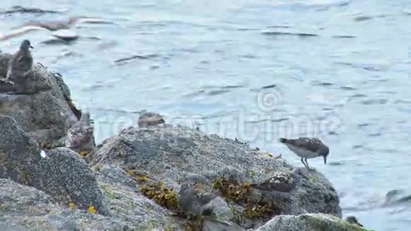 海鸟从靠近水的岩石上抬起视频的预览图