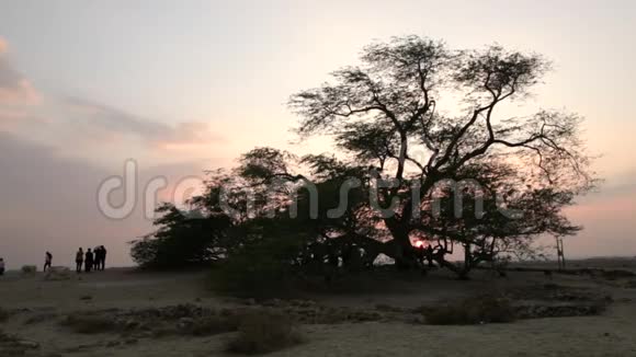 巴林的旅游景点日落时的生命之树视频的预览图