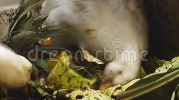 白色的北京鸭子在后院啄食从抛出的蔬菜视频的预览图