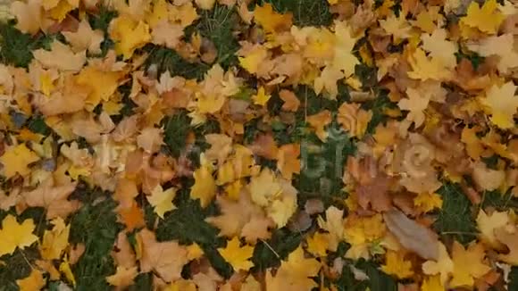 秋天的黄叶在路上视频的预览图