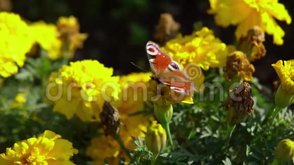美丽的蝴蝶孔雀眼在黄花上采集花蜜视频的预览图