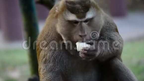 大猕猴吃水果猕猴关闭视频视频的预览图