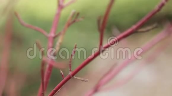 背景上极简主义者的叶子和树枝的宏观视频的预览图
