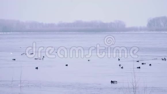 冬天野鸭在河上游来游去视频的预览图