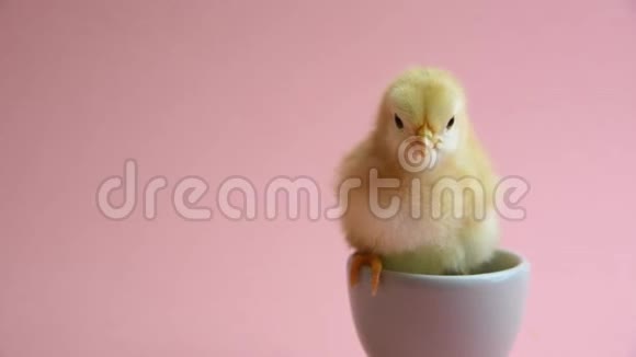 粉红色背景的蛋鸡视频的预览图