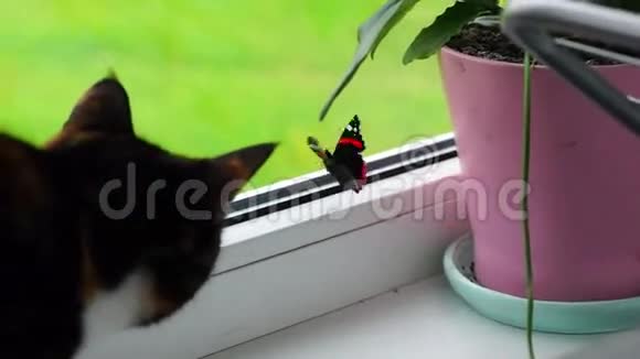 好奇的猫和蝴蝶视频的预览图