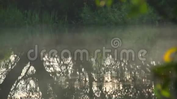 晨雾在河上盘旋树在水中倒影视频的预览图