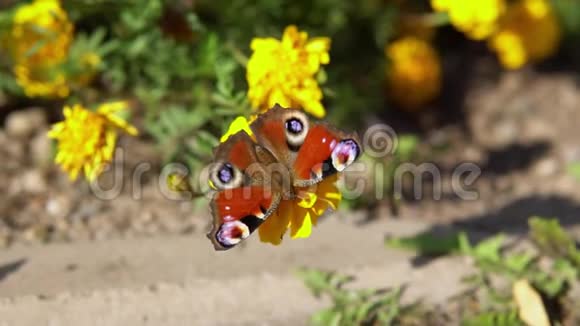 美丽的蝴蝶孔雀眼在黄花上采集花蜜视频的预览图