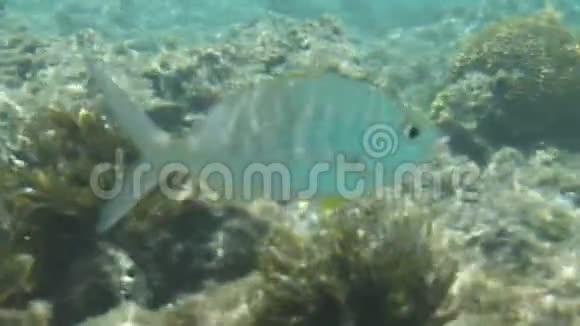 在珊瑚礁游泳的鱼的水下景观视频的预览图
