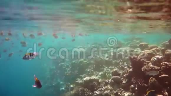 军士长主要的鱼礁有各种软硬珊瑚视频的预览图