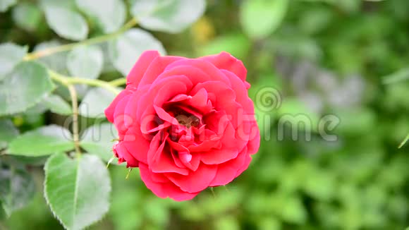 一朵红玫瑰在花坛里视频的预览图