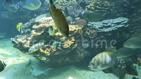 在水族馆游泳的各种鱼类的宽镜头视频的预览图