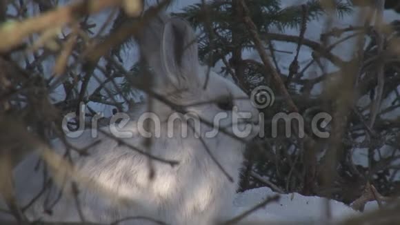 雪鞋野兔坐在树枝下面视频的预览图