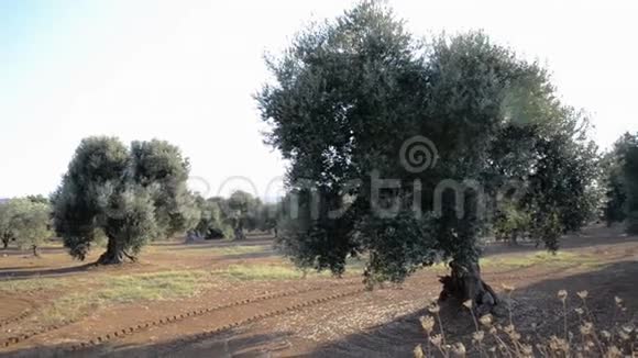 在Salento的橄榄树和红土中漫步视频的预览图