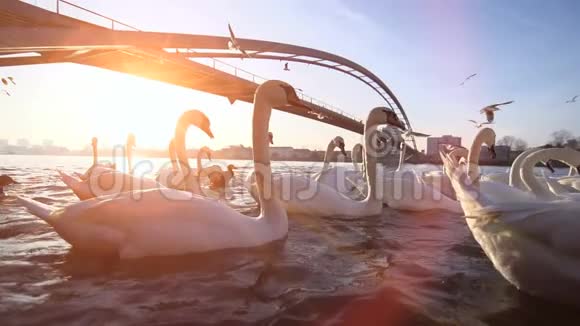 天鹅湖白天鹅浪漫日落桥视频的预览图