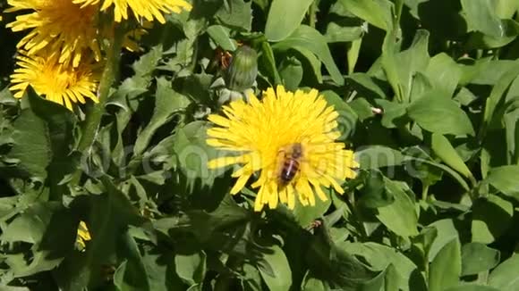 蒲公英花上的蜜蜂工作视频的预览图