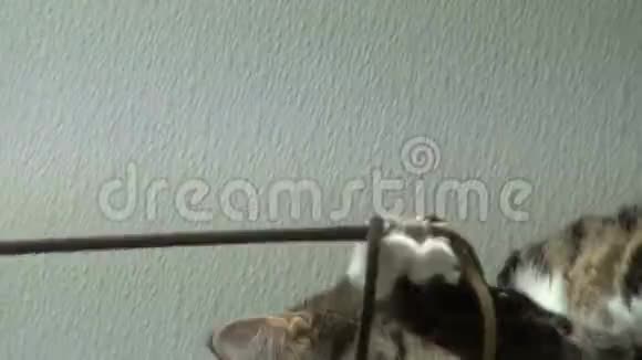 带条纹的猫在动物收容所玩猫玩具视频的预览图