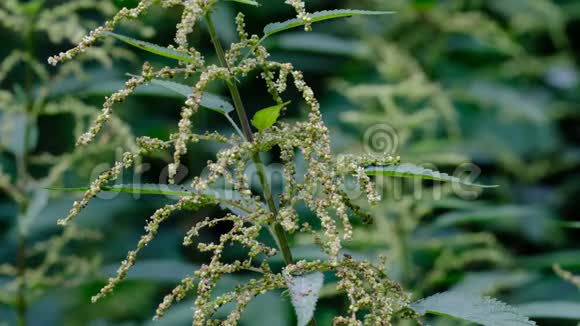 药用植物民间药草荨麻视频的预览图