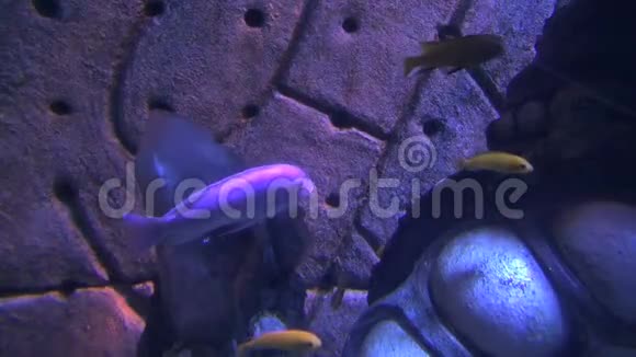 漂浮在岩石上的五颜六色的小鱼视频的预览图