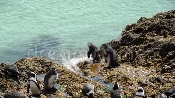 两只企鹅在石点上水视频的预览图