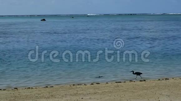 一只在海滩上行走的苍鹭的静止镜头视频的预览图