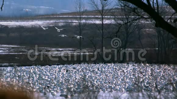 缓慢的雪雁飞过停飞的羊群视频的预览图