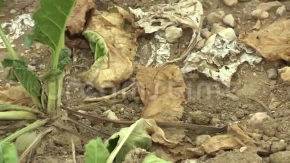 非常干旱的旱田土地上有甜菜糖普通甜菜土壤干燥气候变化环境视频的预览图
