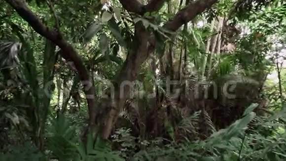森林丛林变焦视频的预览图