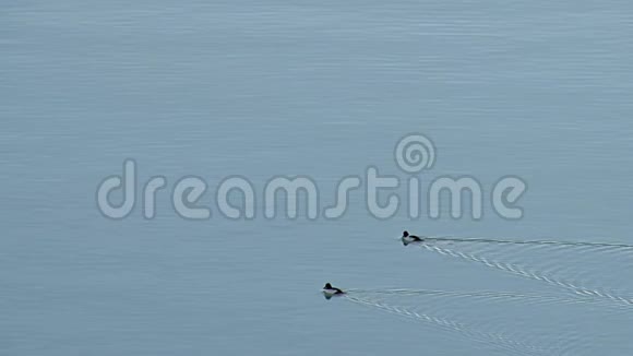 野鸭在海湾水域游泳视频的预览图
