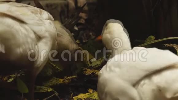 白色的北京鸭子在后院啄食从抛出的蔬菜视频的预览图
