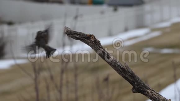 成年雄性麻雀降落在树枝上然后飞走了视频的预览图