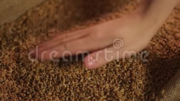 女性手轻轻触摸麦粒收获运动效果良好视频的预览图