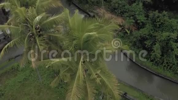 巴厘岛棕榈树之间的河流视频的预览图