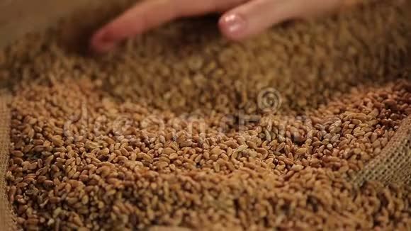 买方仔细检查市场上的小麦农产品的质量视频的预览图
