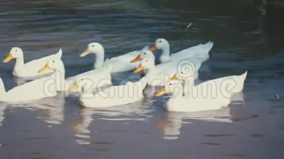 一群白色的鸭子在运河里游泳夏季白天室外视频的预览图
