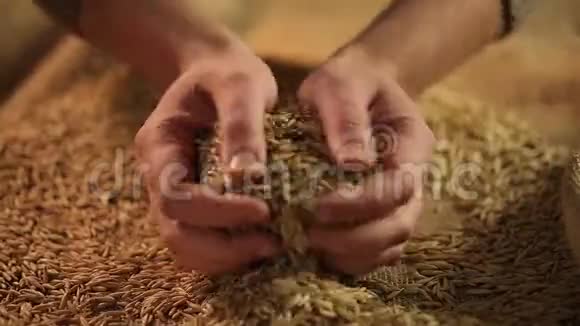 农业工人用手摸干燕麦籽谷物丰收视频的预览图