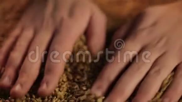 为农业公司开展宣传活动用人手浇麦粒视频的预览图