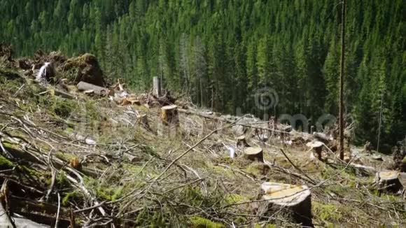 被砍伐的小山和松树林视频的预览图